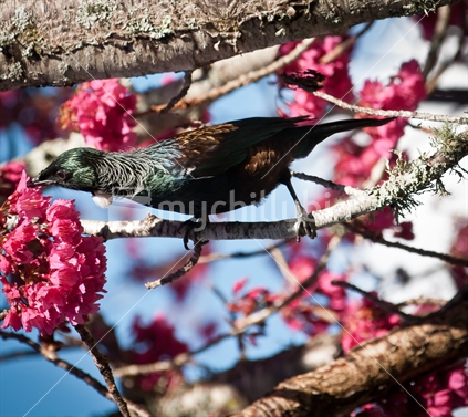 Tui feeding on nectar in the Prunus tree