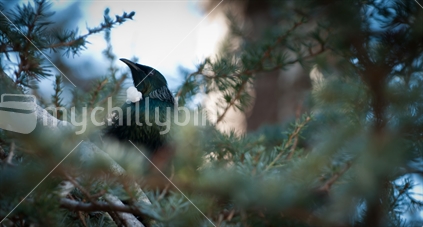 Tui resting in a tree
