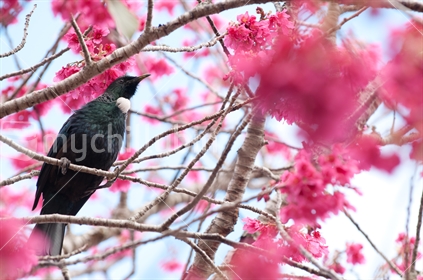 Tui feeding on nectar from the Prunus tree 