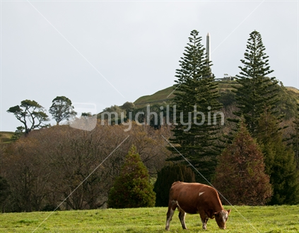 Looking up to the summit of One Tree Hill, Cornwall Park