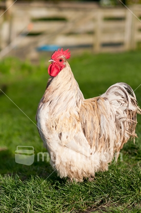 A rooster in the paddock 
