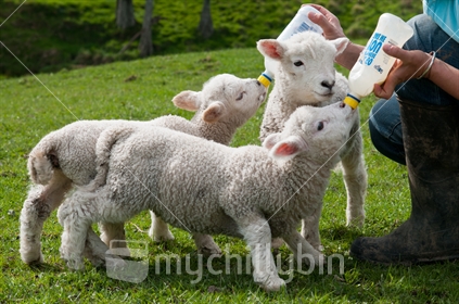 Bottle time for the lambs