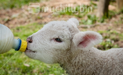 Feeding a lamb in the paddock