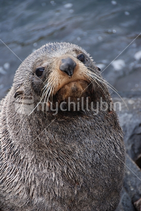 Seal in Dunedin 1