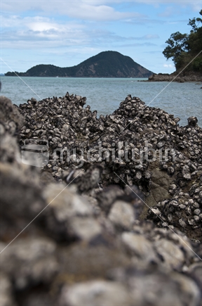 Oysters on coastal rock.