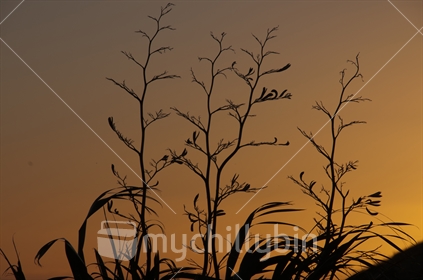 Flax flower silhouette, at sunset.