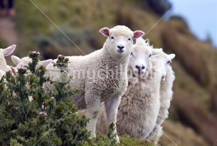 Looking sheep
