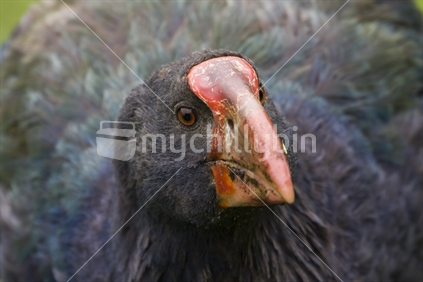 Takahe Portrait, New Zealand native bird