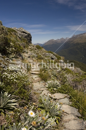 View of the Hollyford valley at Routeburn Track