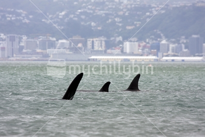 Orca in front of Wellington CBD, New Zealand
