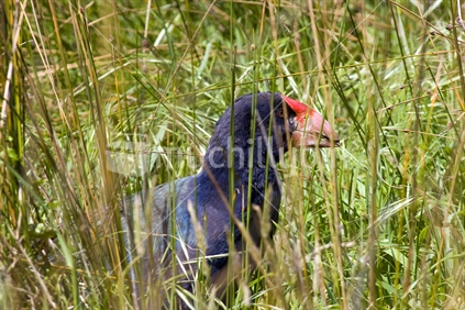 A Takahe in the grass