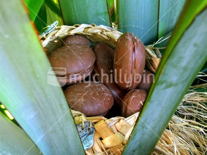 Chocolate easter eggs hidden in harakeke bush
