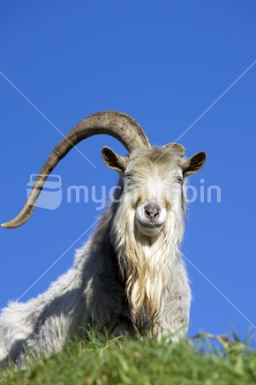 A single horned Billy Goat standing on hillside in morning sun
