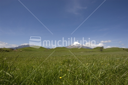 Landscape photo of lush paddocks and rolling hills in distance