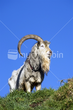 A single horned Billy Goat standing on hillside in morning sun
