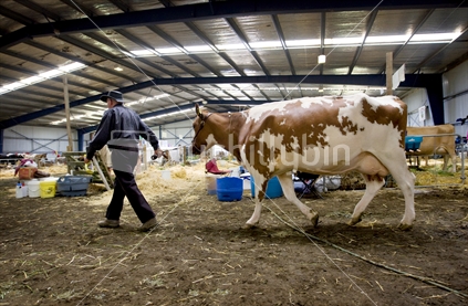 A farmer taking his prized cow out for judging at A&P Show