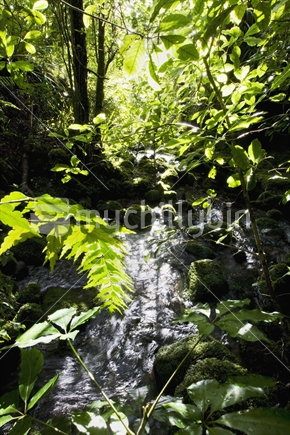 An alpine stream flowing past trees and bush. Sunlight streaming through leaves, New Zealand