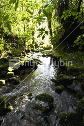 An alpine stream flowing past trees and bush, New Zealand