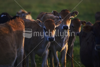 A group of calves in low light