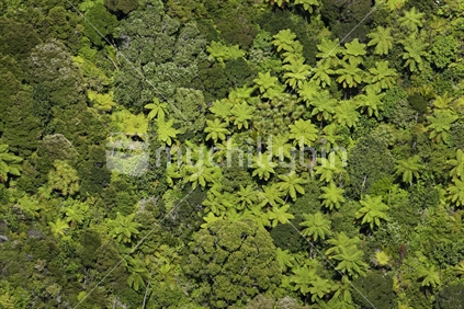 Aerial view of pongas and native bush, New Zealand