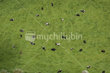 Aerial view of cows grazing in a paddock, New Zealand