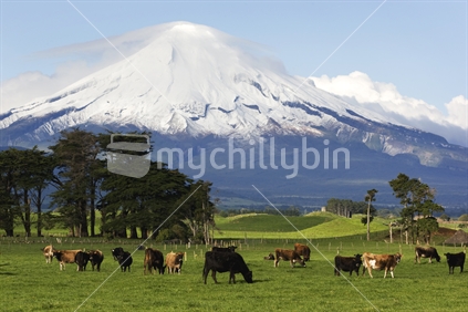 Cows grazing in a paddock under a snow covered Mt Taranaki, New Zealand