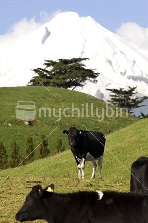 Friesian cows grazing in a paddock under a snow covered Mt Taranaki, New Zealand