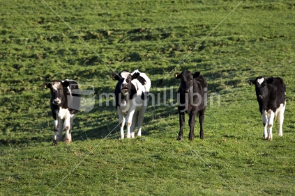 Friesian calves lined up in a paddock