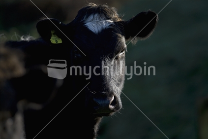 Close up of a black friesian calf, cow
