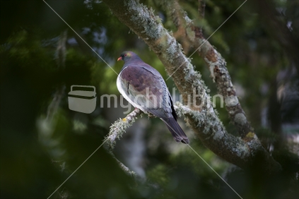 A Kereru or Wood Pigeon sitting on a branch of a Kowhai tree