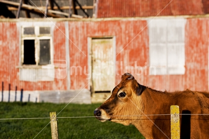 A cow in front of an old red building