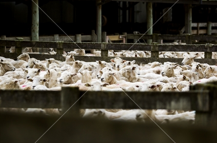 Freshly shorn sheep in a holding yard