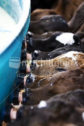 Calves lined up at a calf feeder drinking milk