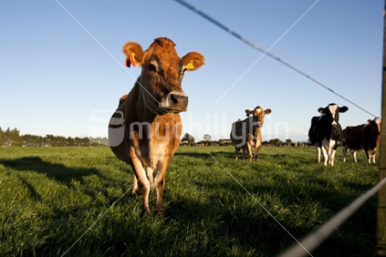 A group of cows standing in lush grass paddock looking through fence in early morning light, New Zealand