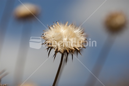 A close up of seed head against blue sky