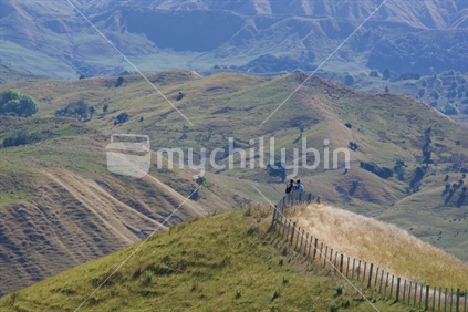 A couple walking along a fenceline on Eastland hills, New Zealand