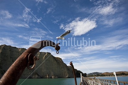 A seagull flying from a pole on Tolaga bay wharf, New Zealand