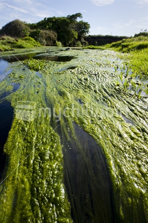 A stream full of weed and algae, New Zealand