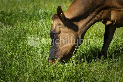 Organic dairy cow eating grass in a lush paddock of healthy looking grass, New Zealand