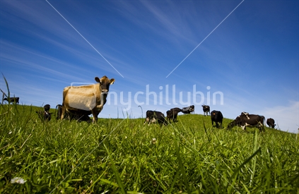 Organic dairy cows in a lush paddock of healthy looking grass, New Zealand
