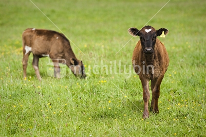 Young calves in a lush green paddock.