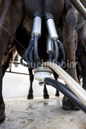 Milking cups on a cow in a New Zealand cow shed.