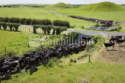 Cows walking through a tunnel under a NZ road, to the cowshed for milking.