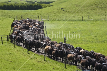 Cows walking along a race to the cowshed for milking.