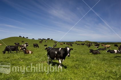 Organic dairy Friesan cows in a lush Taranaki paddock of healthy grass.