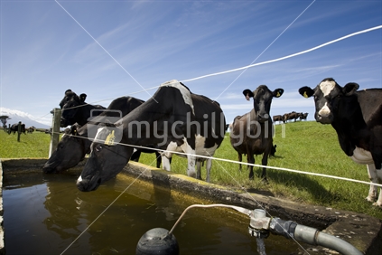 Organic dairy cows in a lush paddock of healthy grass having a drink in a trough.