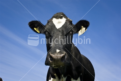 Close up of an organic dairy cow, in New Zealand