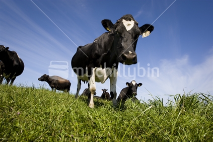 Organic dairy cows in a lush paddock of grass, New Zealand