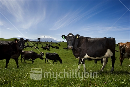 Organic dairy cows in a lush paddock of healthy grass.