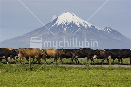 Cows walking along a race to the cowshed for milking, under Mt Egmont, New Zealand.